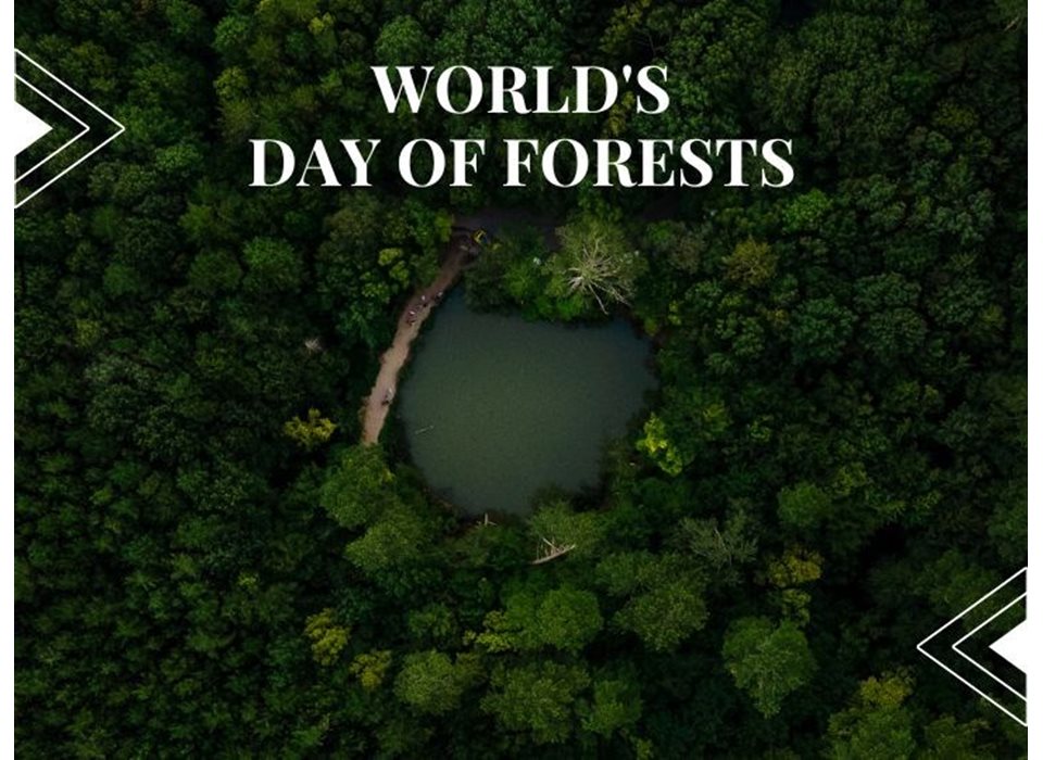 Παγκόσμια Ημέρα Δασών | 4+1 Δραστηριότητες για να το Απολαύσεις!